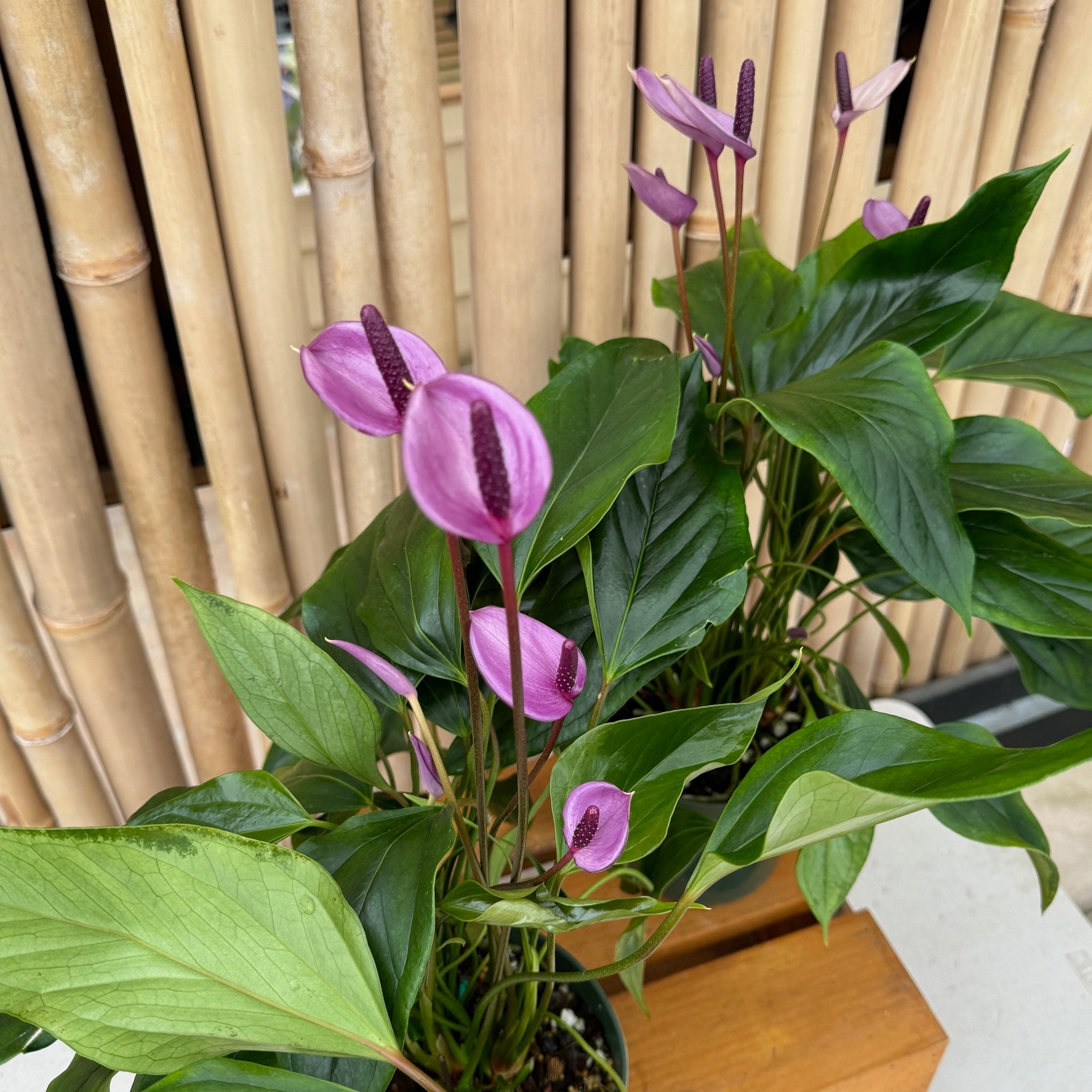アユミニウム Anth. Miss June 'Purple' (5.5