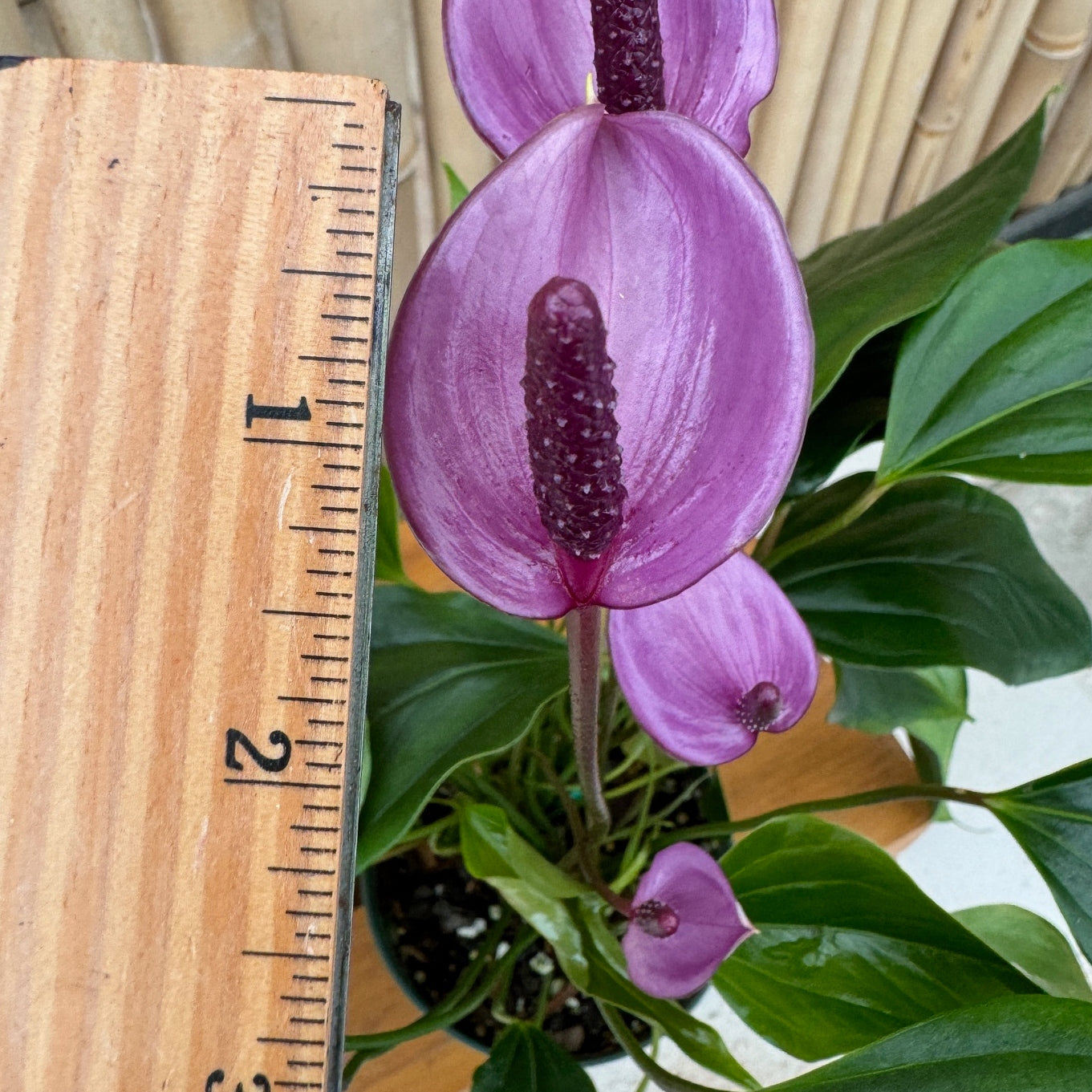 Anth. Miss June 'Purple' (5.5