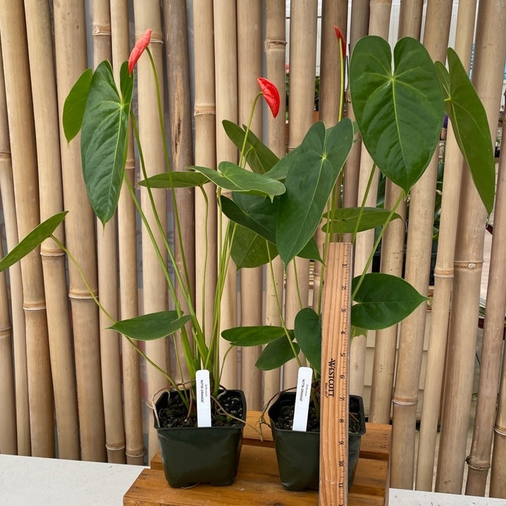 Anth. Nitta Orange - 4" Pot