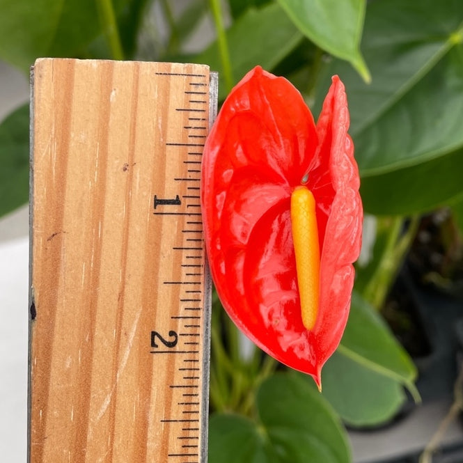 Anth. Nitta Orange - 4" Pot