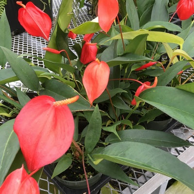 Anthurium Pigtail Plant (5.5" Pot)