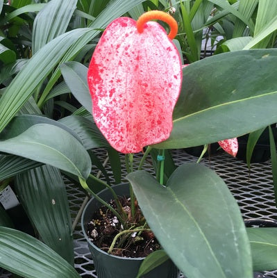 Anth. Pigtail - Speckled (5.5" Pot) - RARE