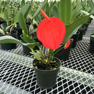 Anthurium Pigtail Plant (4" Pot)