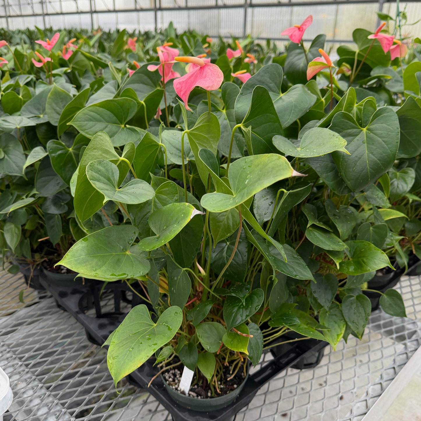 Pink Butterfly Anthurium Plant (4" Pot) - Single Flower