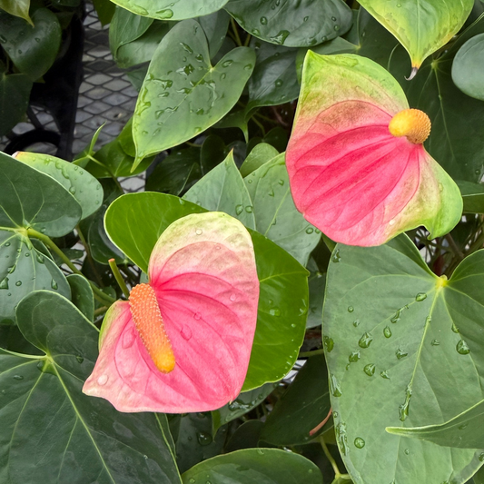 Pink Butterfly Anthurium Plant (4" Pot) - Single Flower