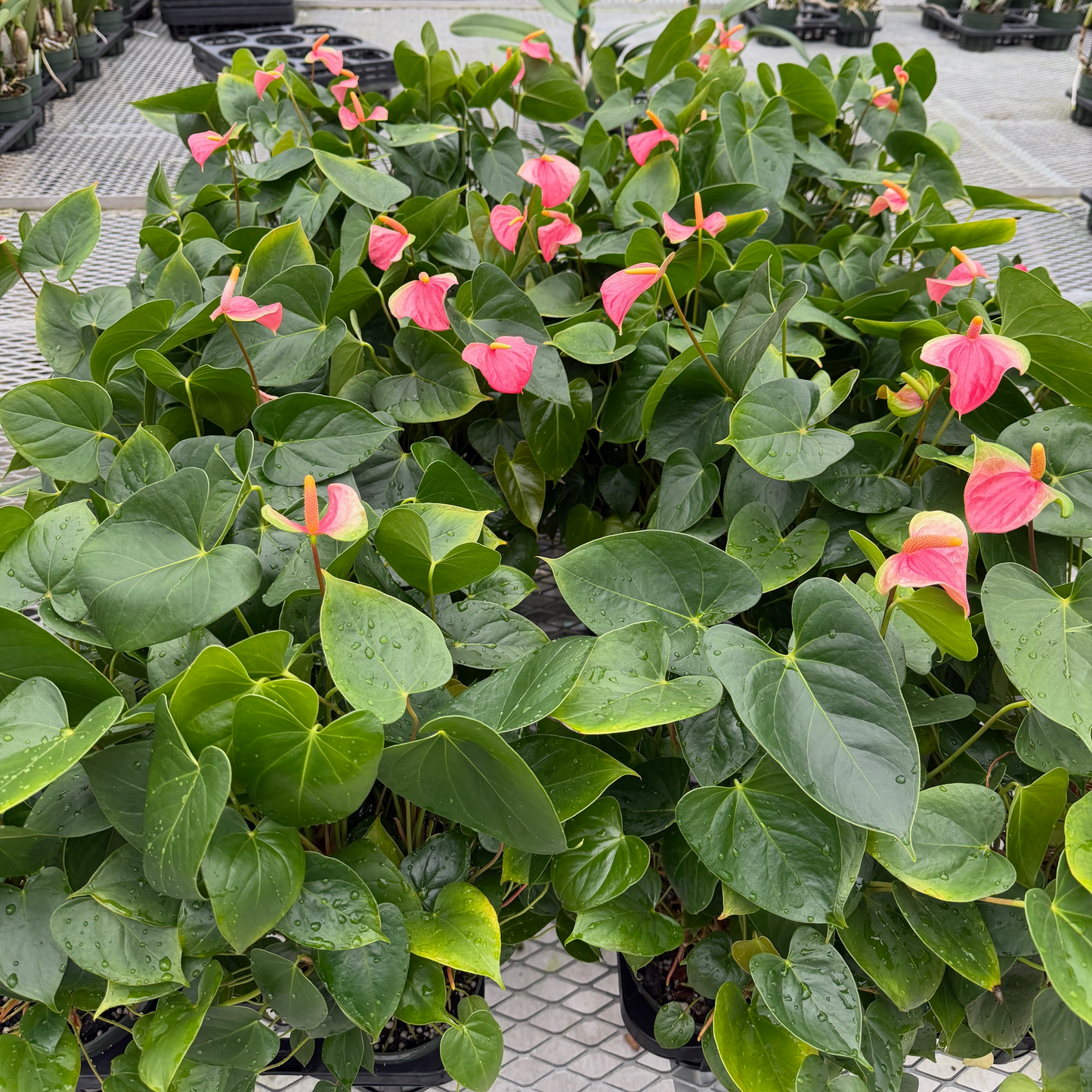 Pink Butterfly Anthurium Plant (4" Pot) - Single Flower