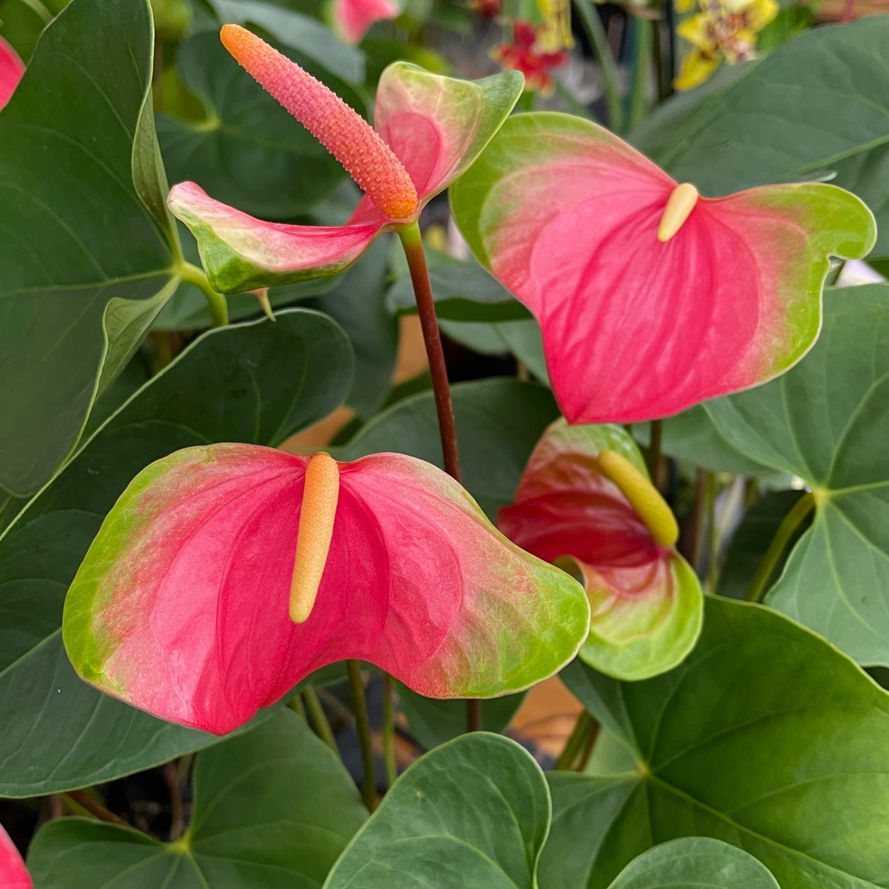 Pink Butterfly Anthurium Plant (5" Pot) - Not Flowering