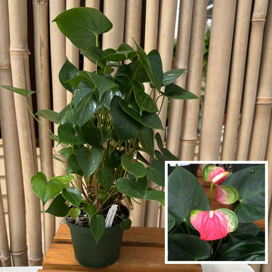 Pink Butterfly Anthurium Plant (5" Pot) - Not Flowering
