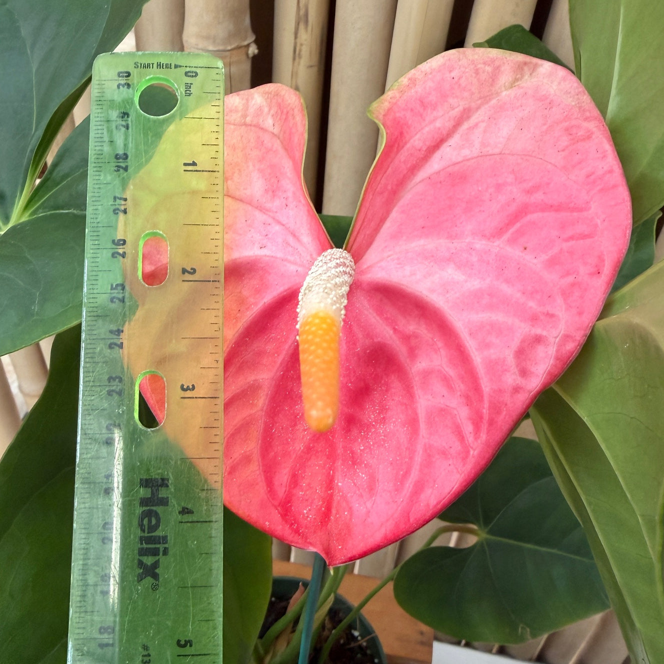 Anth. Pink Obake (5.5" Pot)