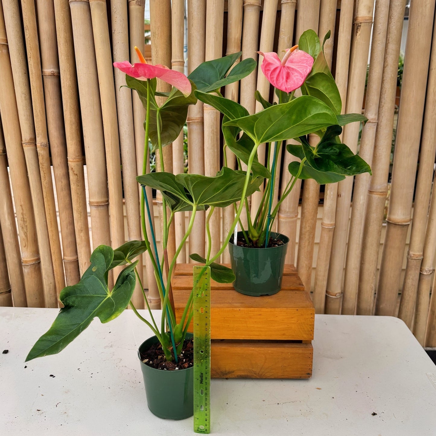 Anth. Pink Obake (5.5" Pot)