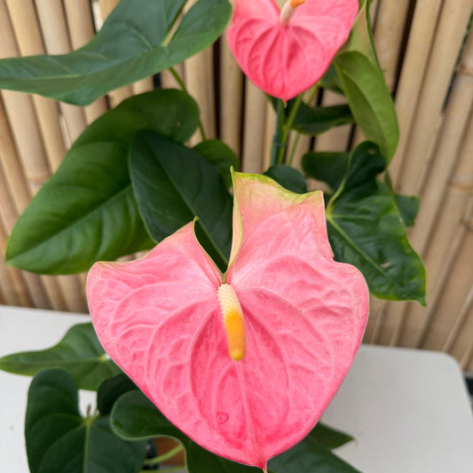Anth. Pink Obake (5.5" Pot)