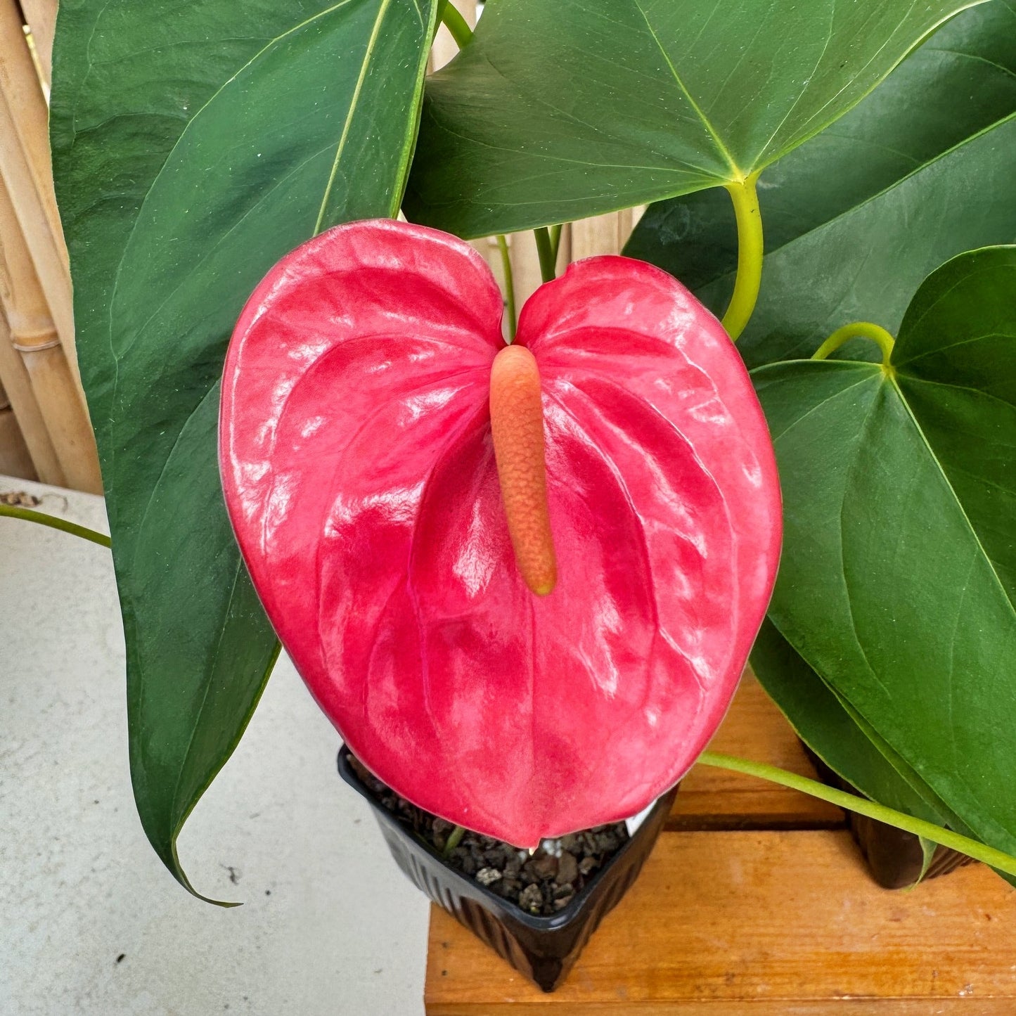 Anth. Pink Tulip (4" Pot)