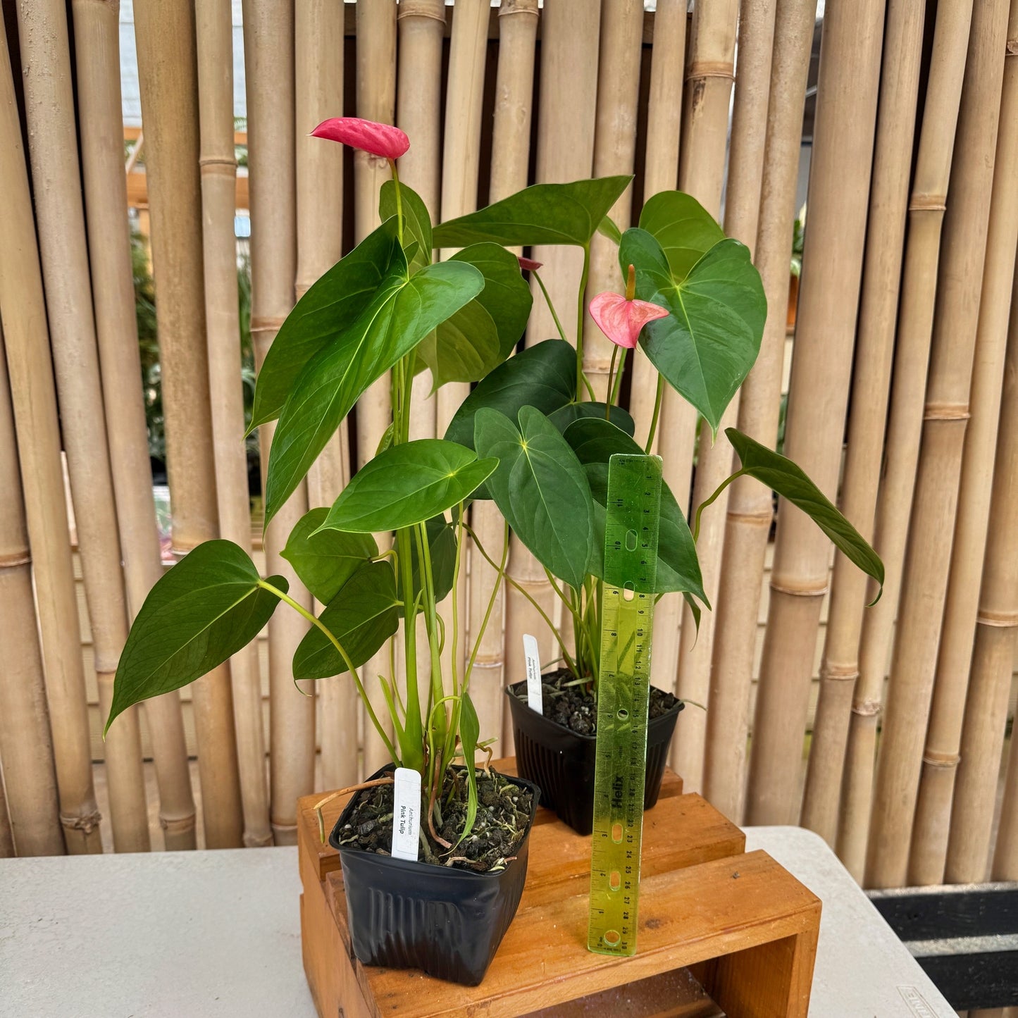 Anth. Pink Tulip (4" Pot)