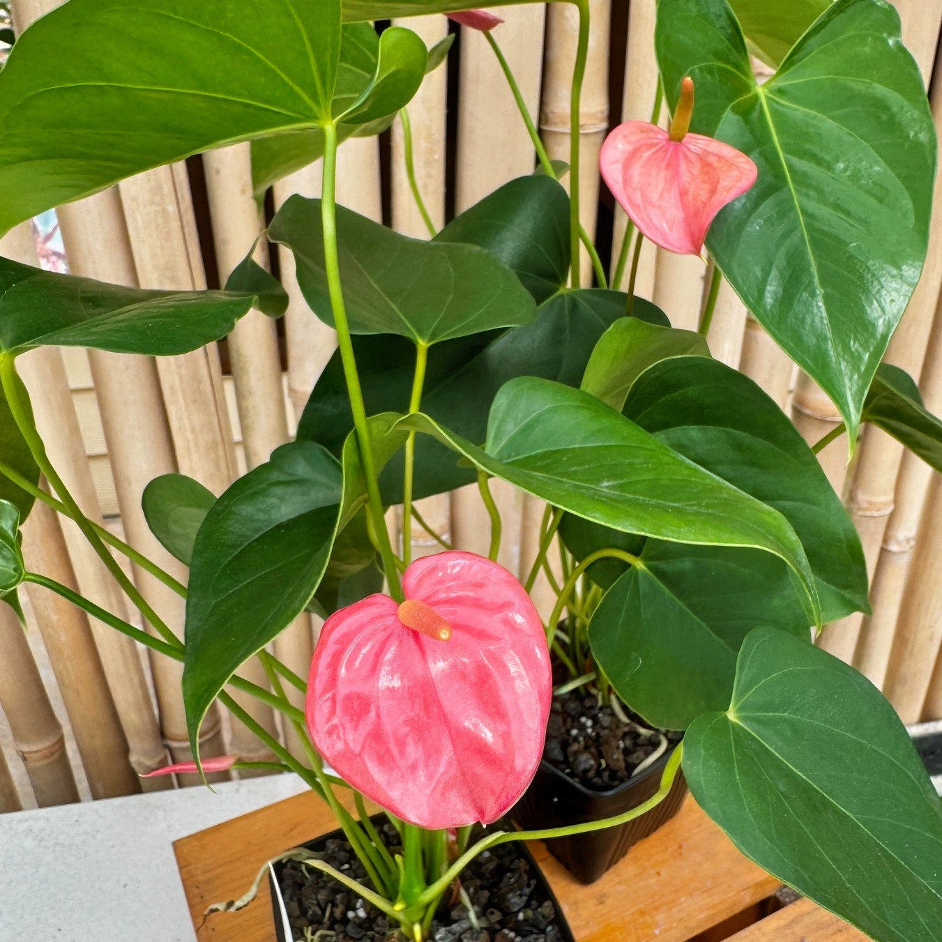 Anth. Pink Tulip (4" Pot)