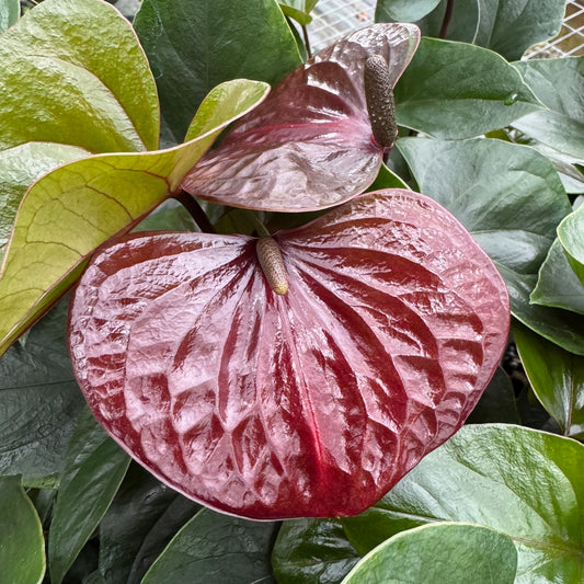 Anth. Prince of Umber (4" Pot)