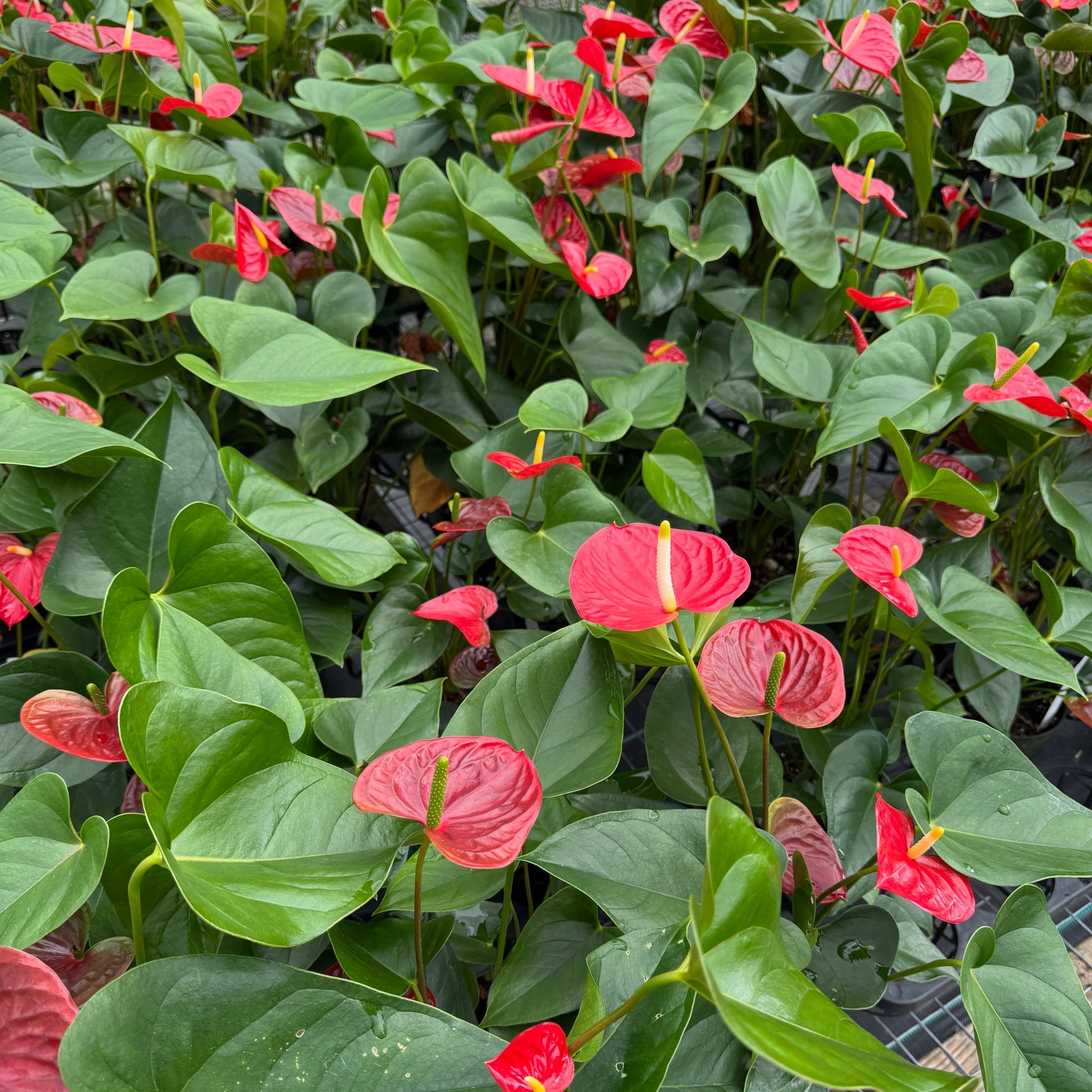 anthurium red winner Anth. Red Winner (4" Pot)