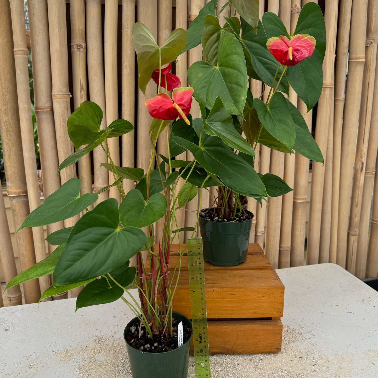 Anth. Scarlet Princess (Red Obake) (5.5" Pot)