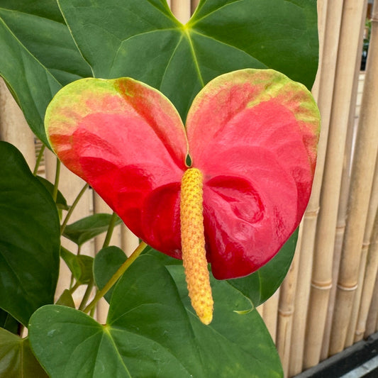 Anth. Scarlet Princess (Red Obake) (5.5" Pot)