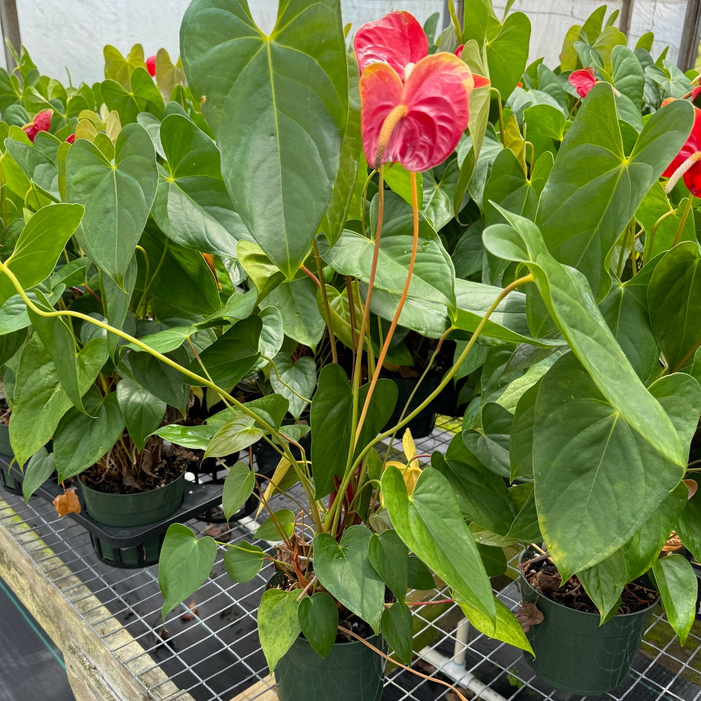 Anth. Scarlet Princess (Red Obake) (5.5" Pot)