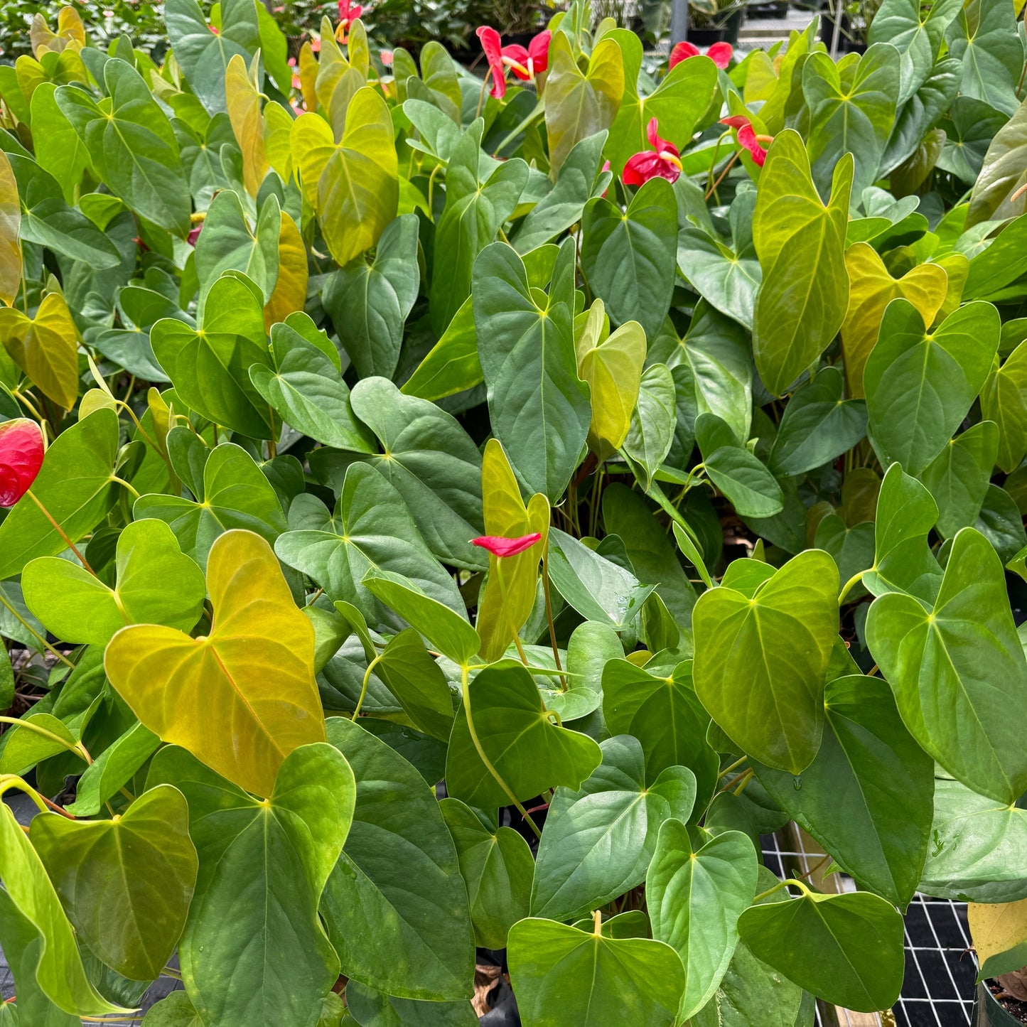 Anth. Scarlet Princess (Red Obake) (5.5" Pot)