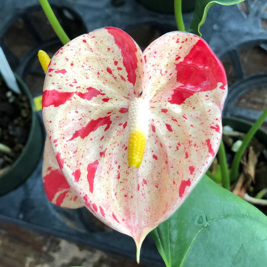 Shibori Anthurium Plant (4" Pot)