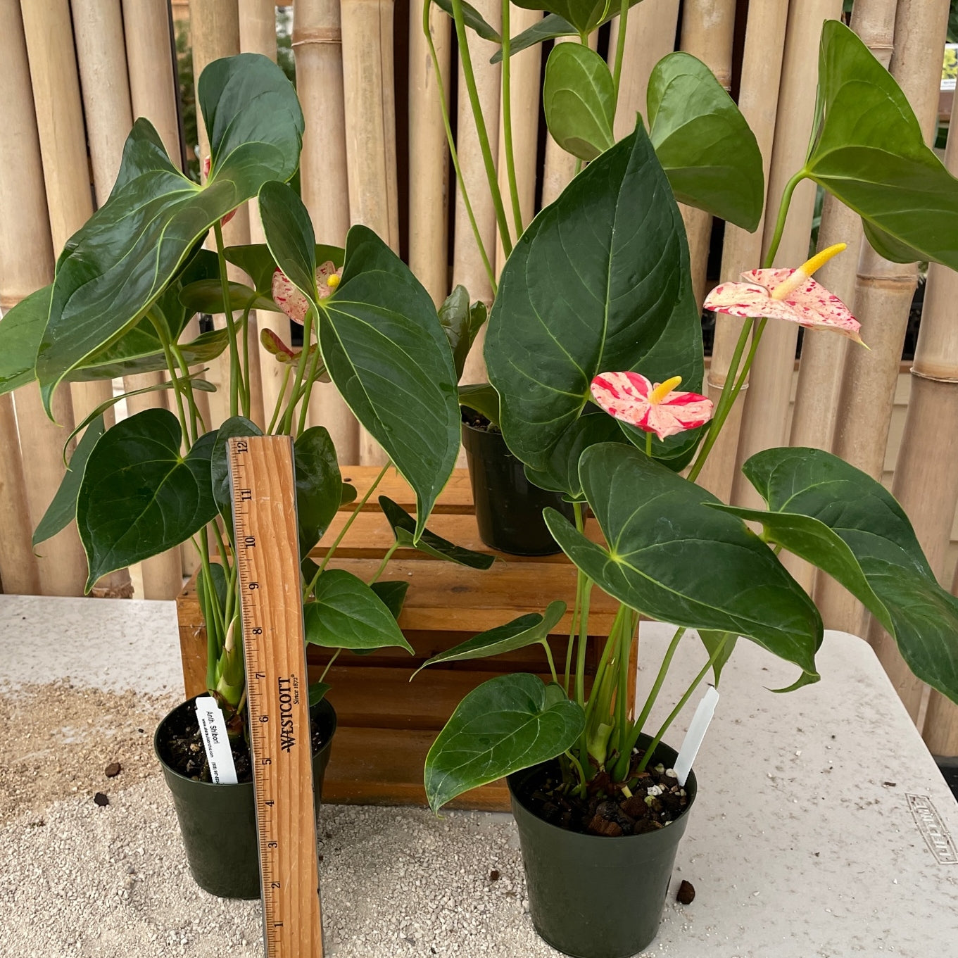Shibori Anthurium Plant (4" Pot)