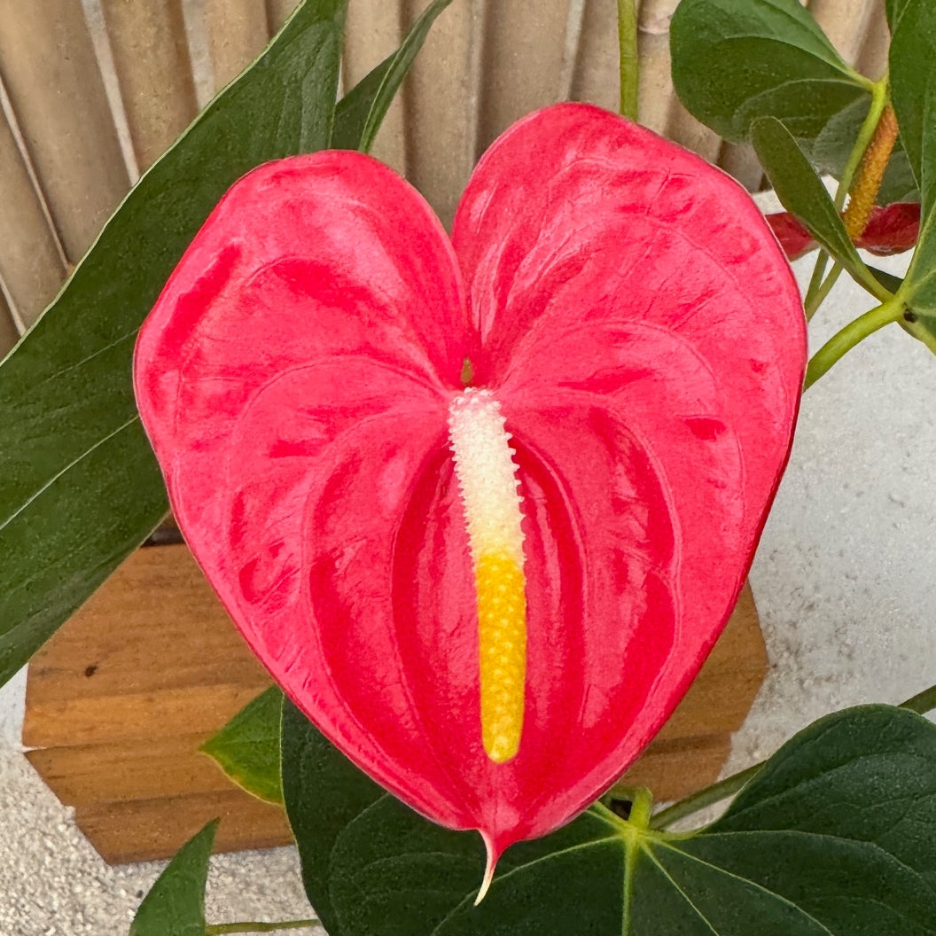 Anth. Shibori lineage (Solid Pink form) - 4" Pot