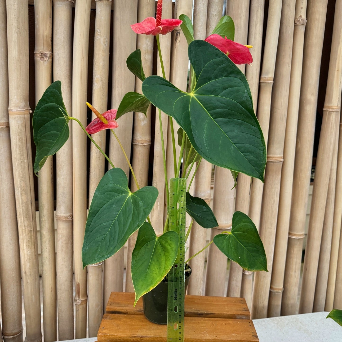 Anth. Shibori lineage (Solid Pink form) - 4" Pot