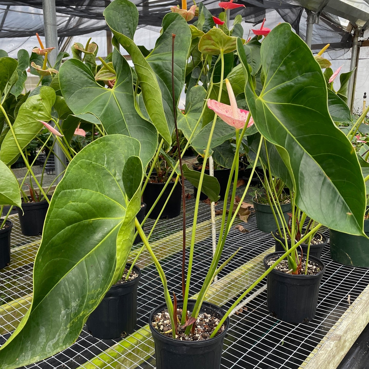 Shibori Anthurium Plant (1 Gallon Pot)