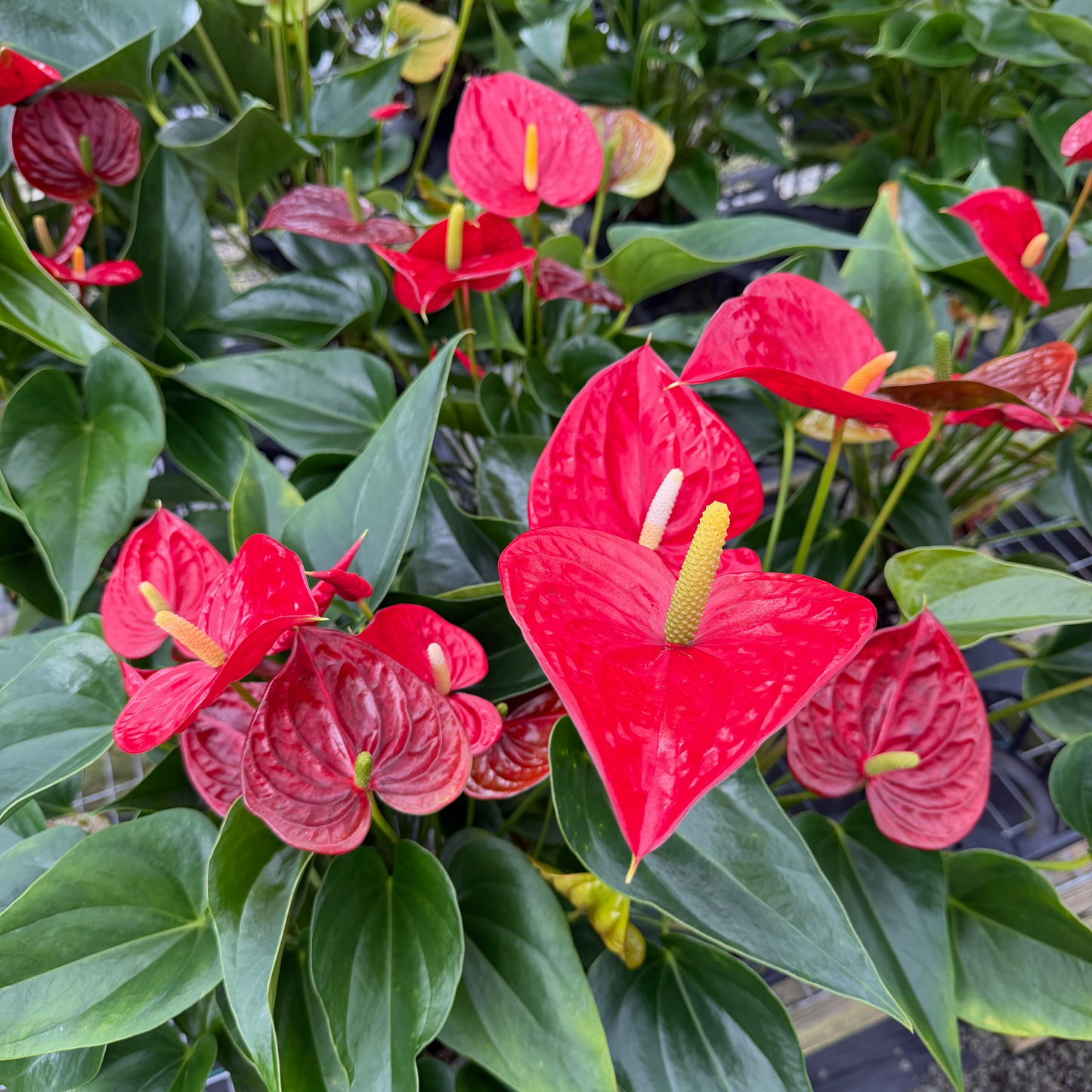 Anth. Success Red (5.5" Pot)