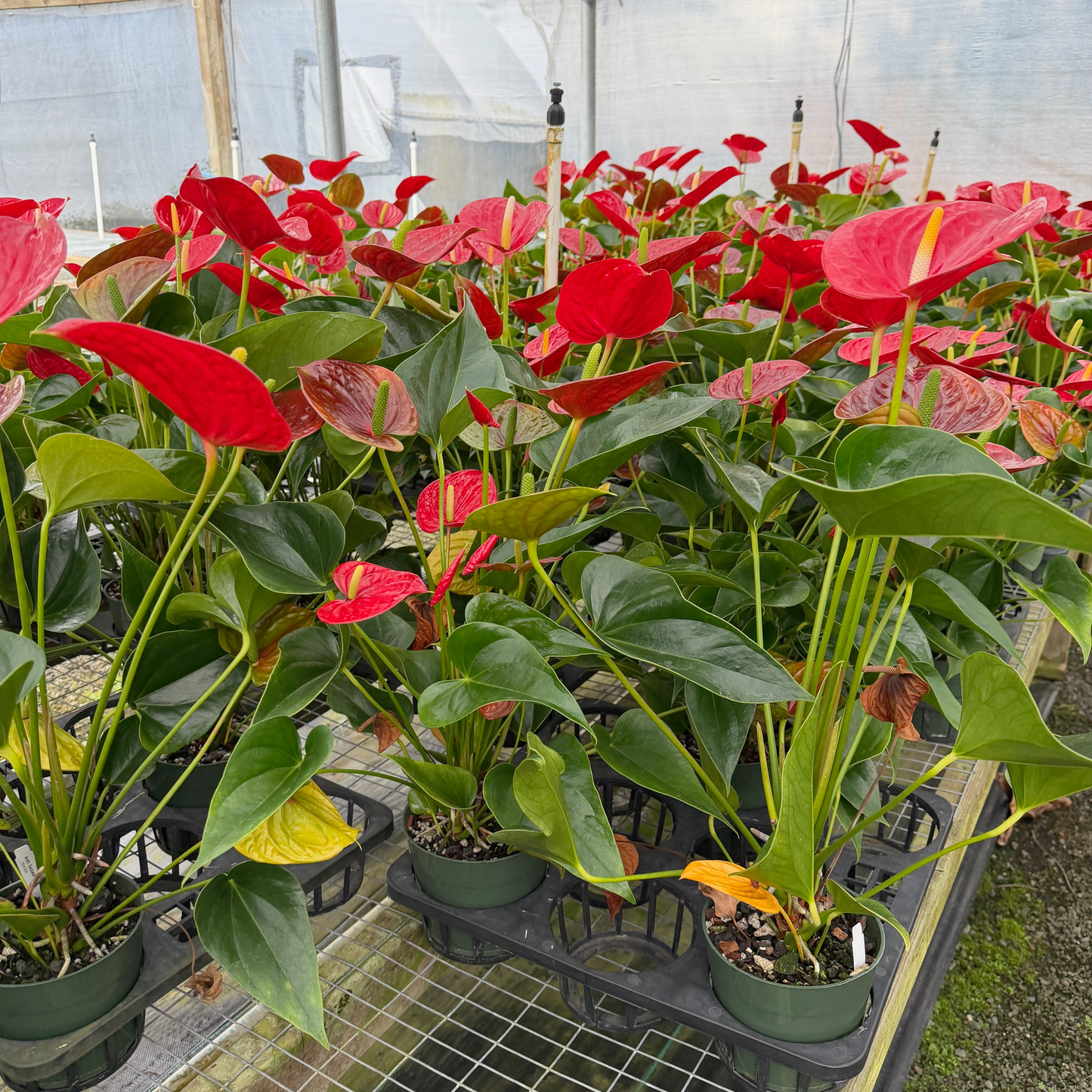 Anth. Success Red (5.5" Pot)