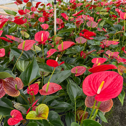 Anth. Success Red (5.5" Pot)