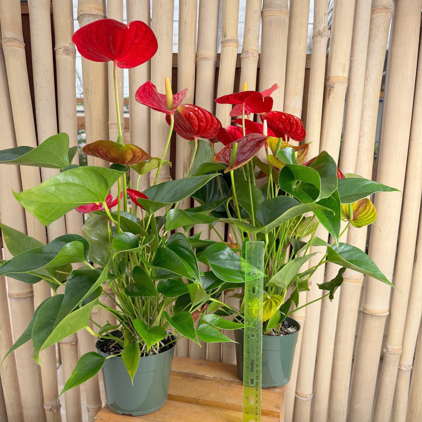 Anth. Success Red (5.5" Pot)