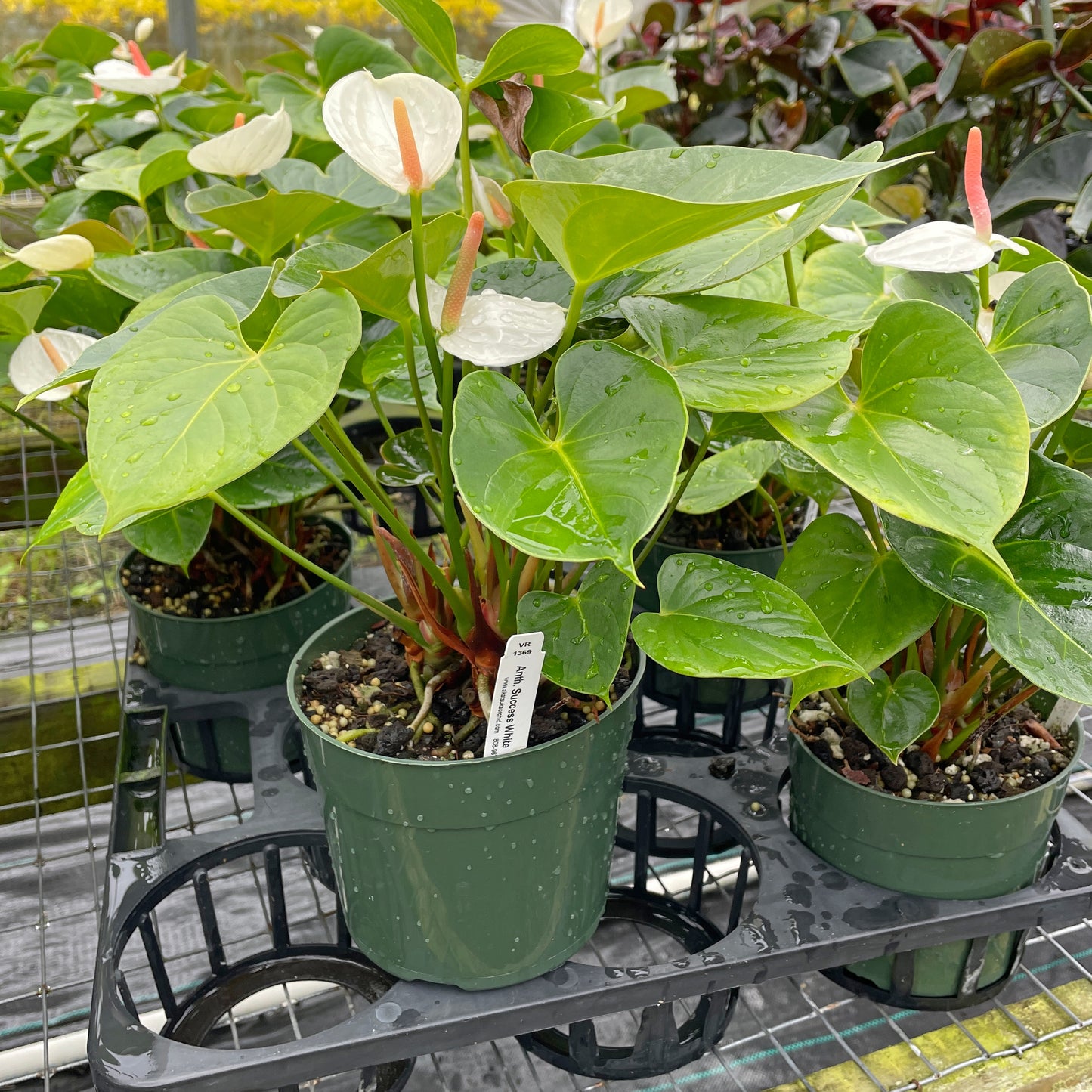 Anth. Success White (5.5" Pot)