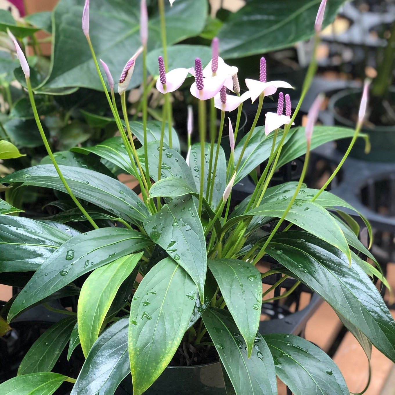 Tinkerbell Anthurium Plant (Fragrant!)