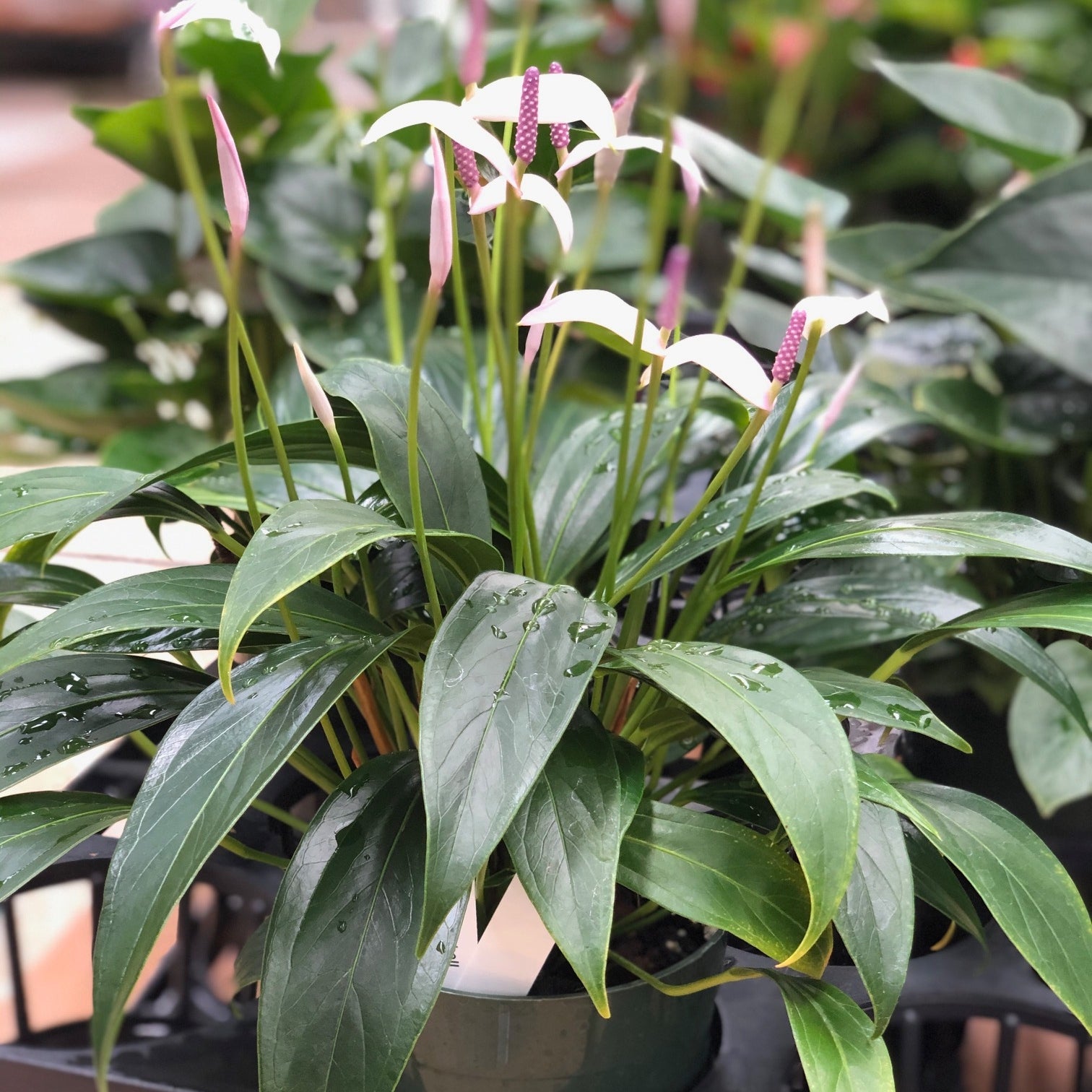is anthurium an orchid Tinkerbell Anthurium Plant (5.5" Pot)