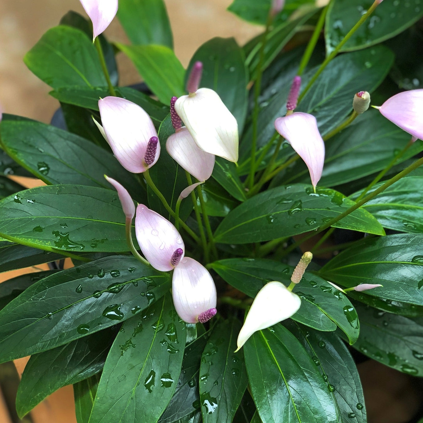 Tinkerbell Anthurium Plant (Fragrant!)