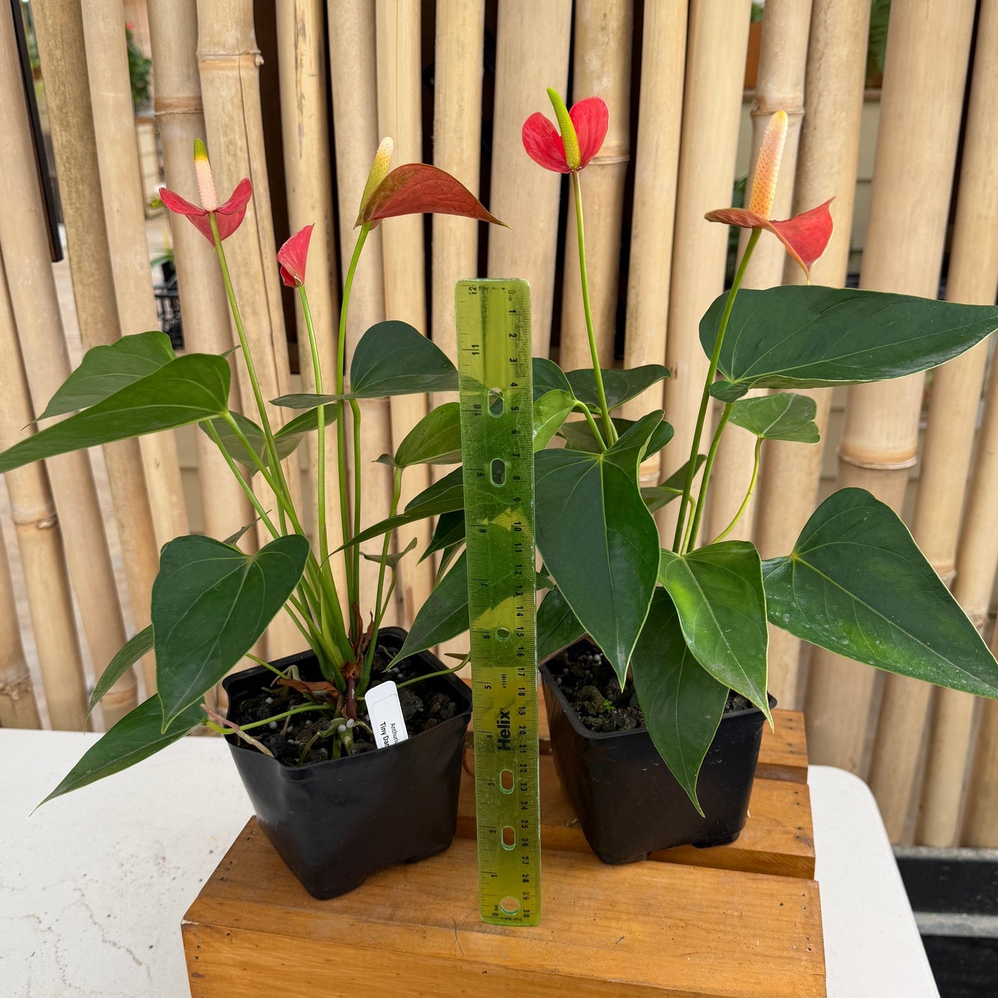 Anth. Tiny Dancer (4" Pot)