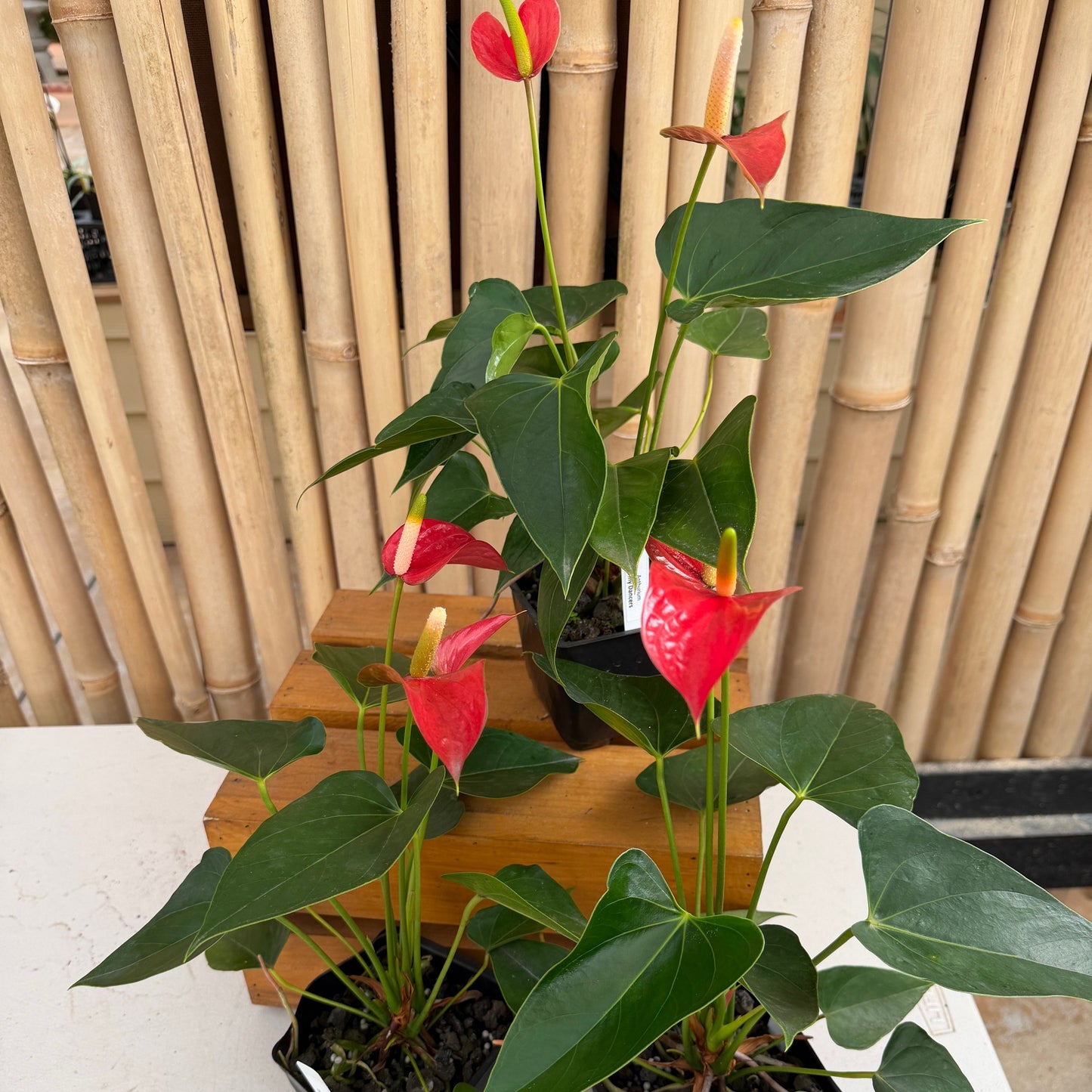 Anth. Tiny Dancer (4" Pot)
