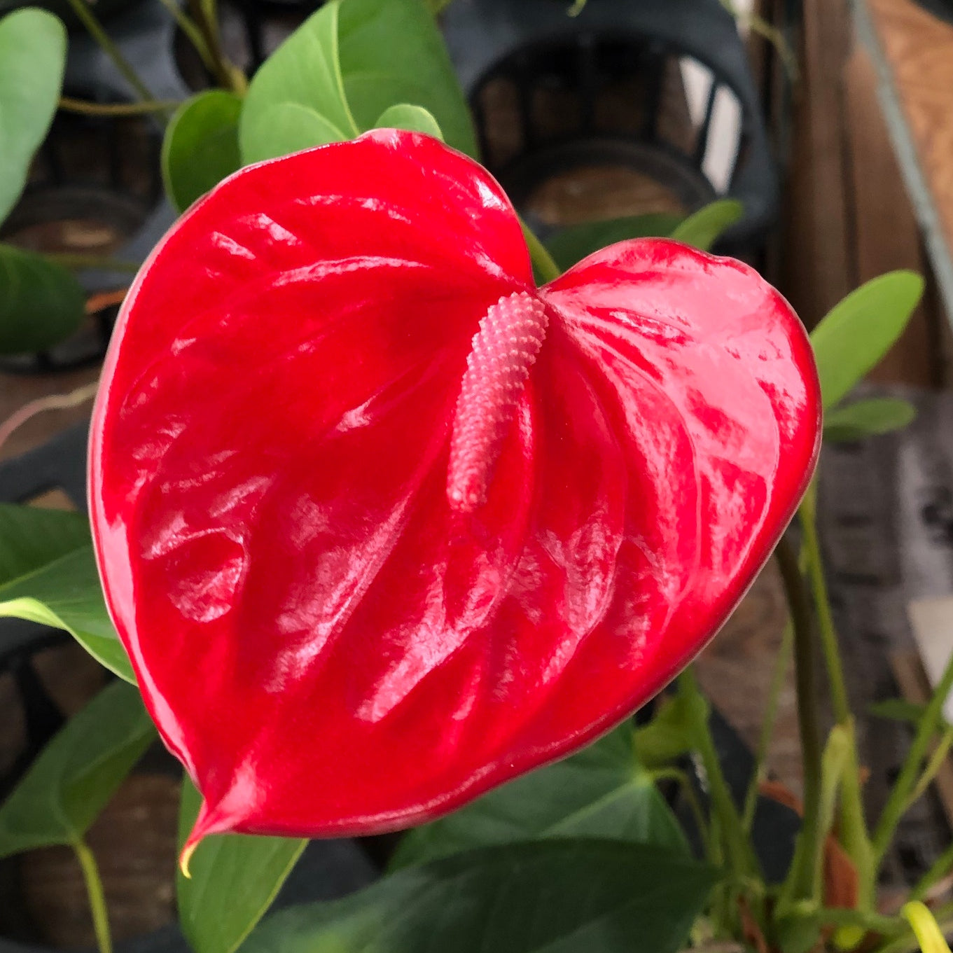 Anth. Ulakoko - 4" Pot