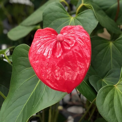 Anth. Ulakoko - 4" Pot