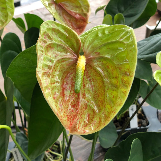 Anth. Veronica (Green Speckle) Unique!