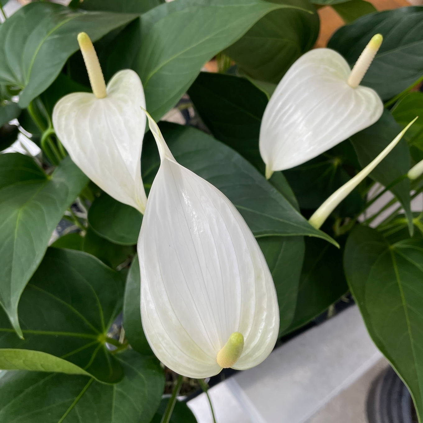 Anth. White Lady (Tulip)