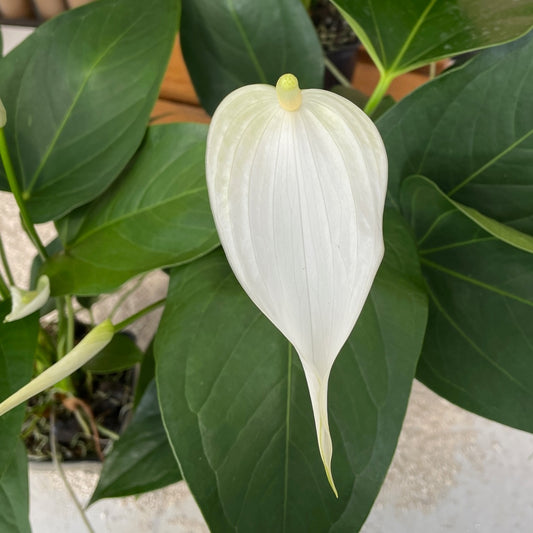 Anth. White Lady (Tulip)