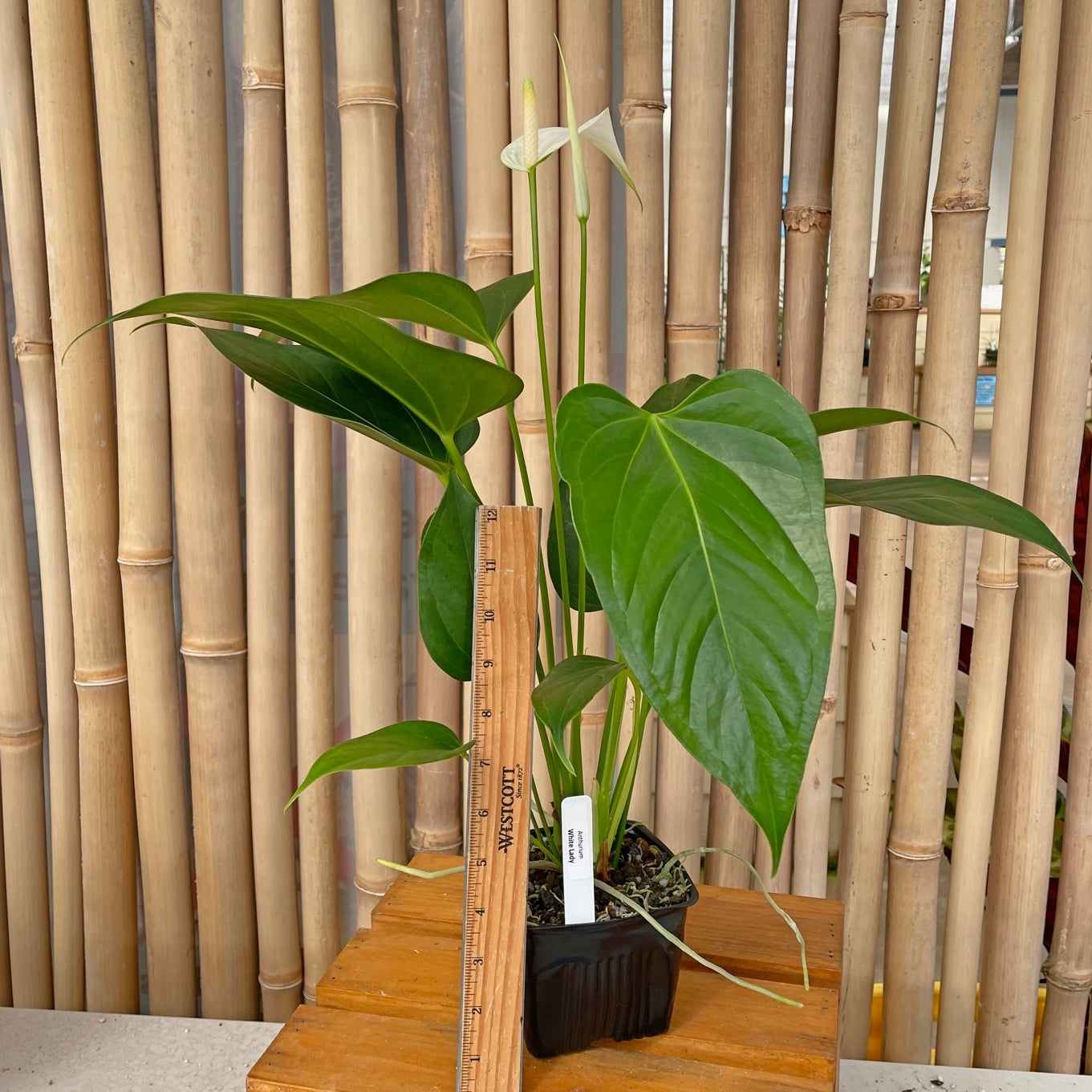 Anth. White Lady (Tulip)