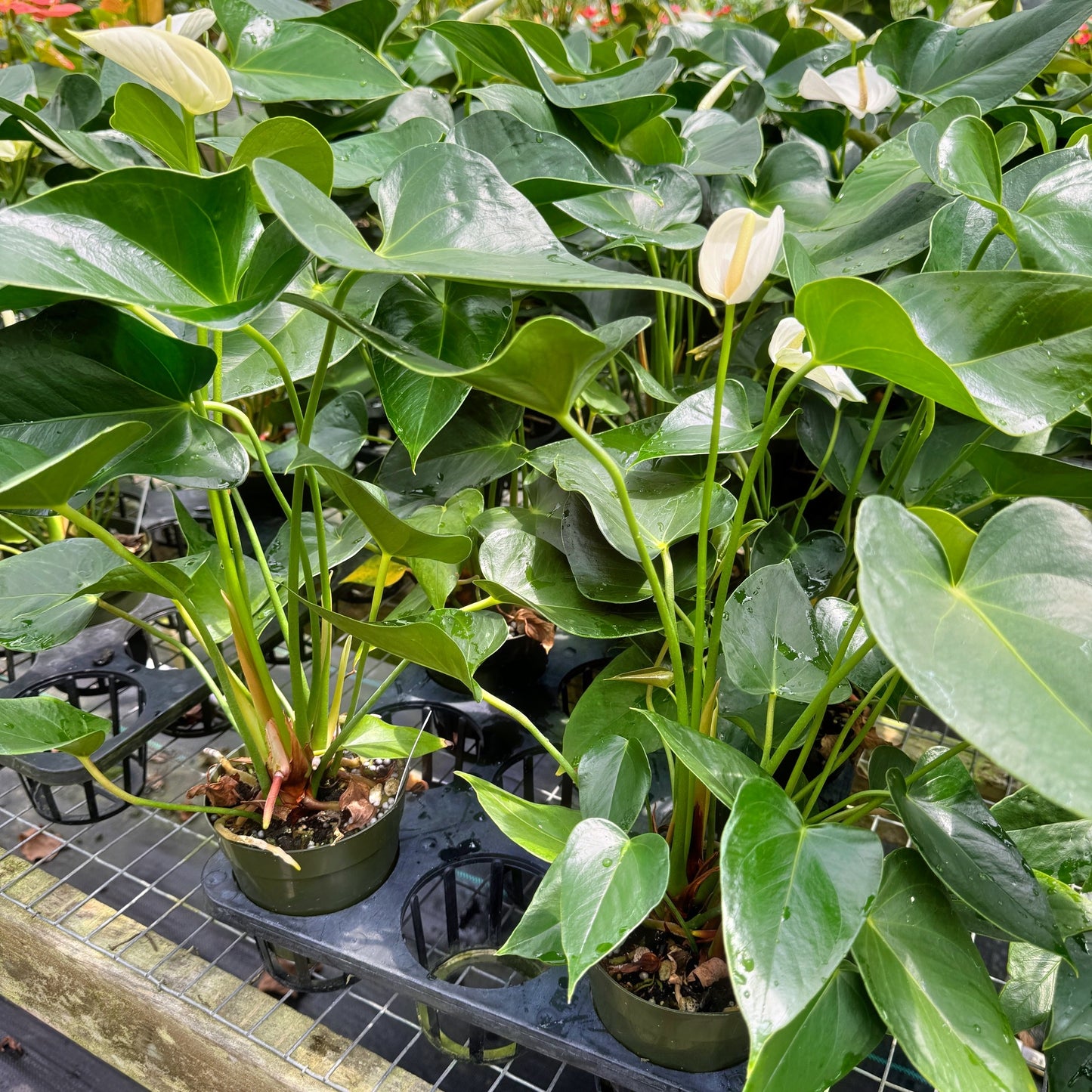 Anth. White Winner (4" Pot)