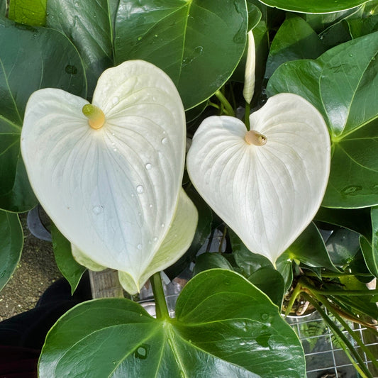 Anth. White Winner (4" Pot)