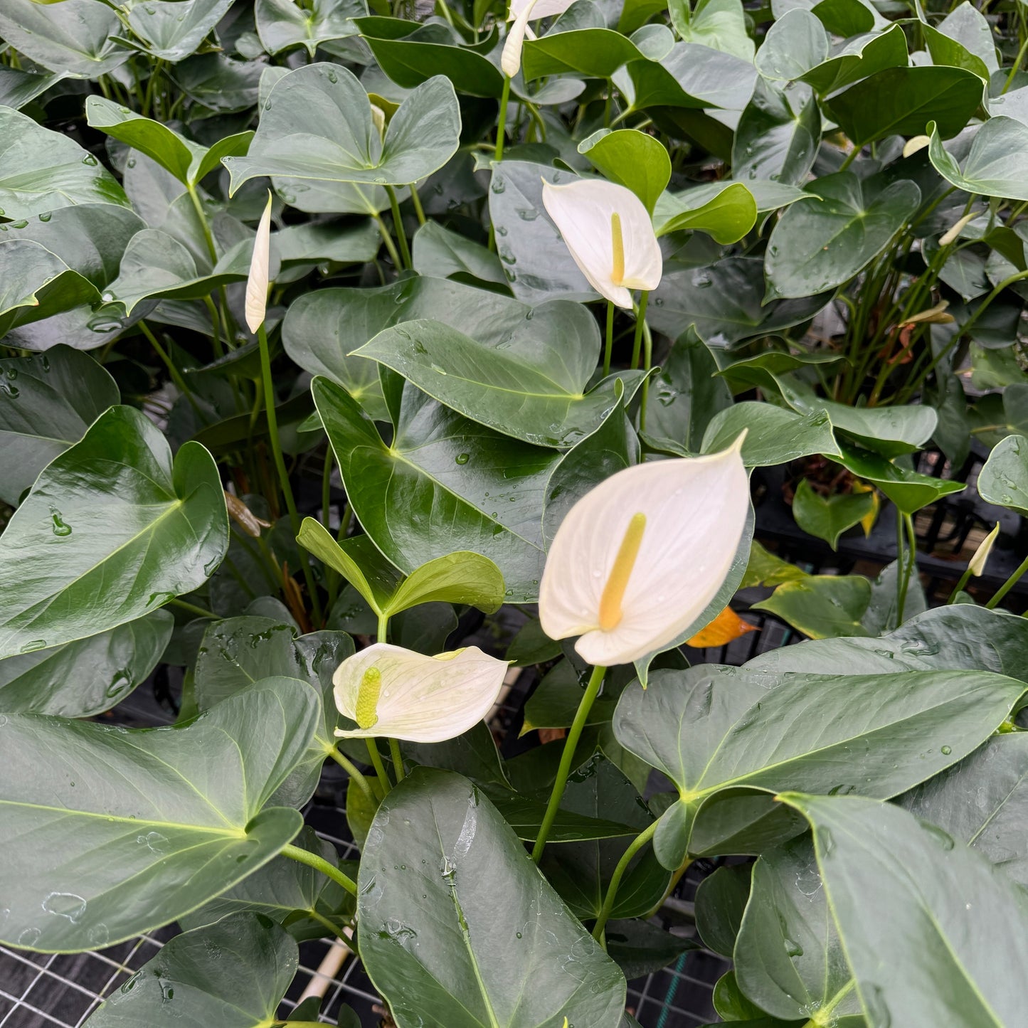 Anth. White Winner (4" Pot)