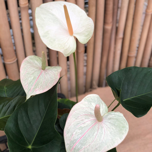 Anth. White 'Grey Ghost' (5.5" Pot-Large)