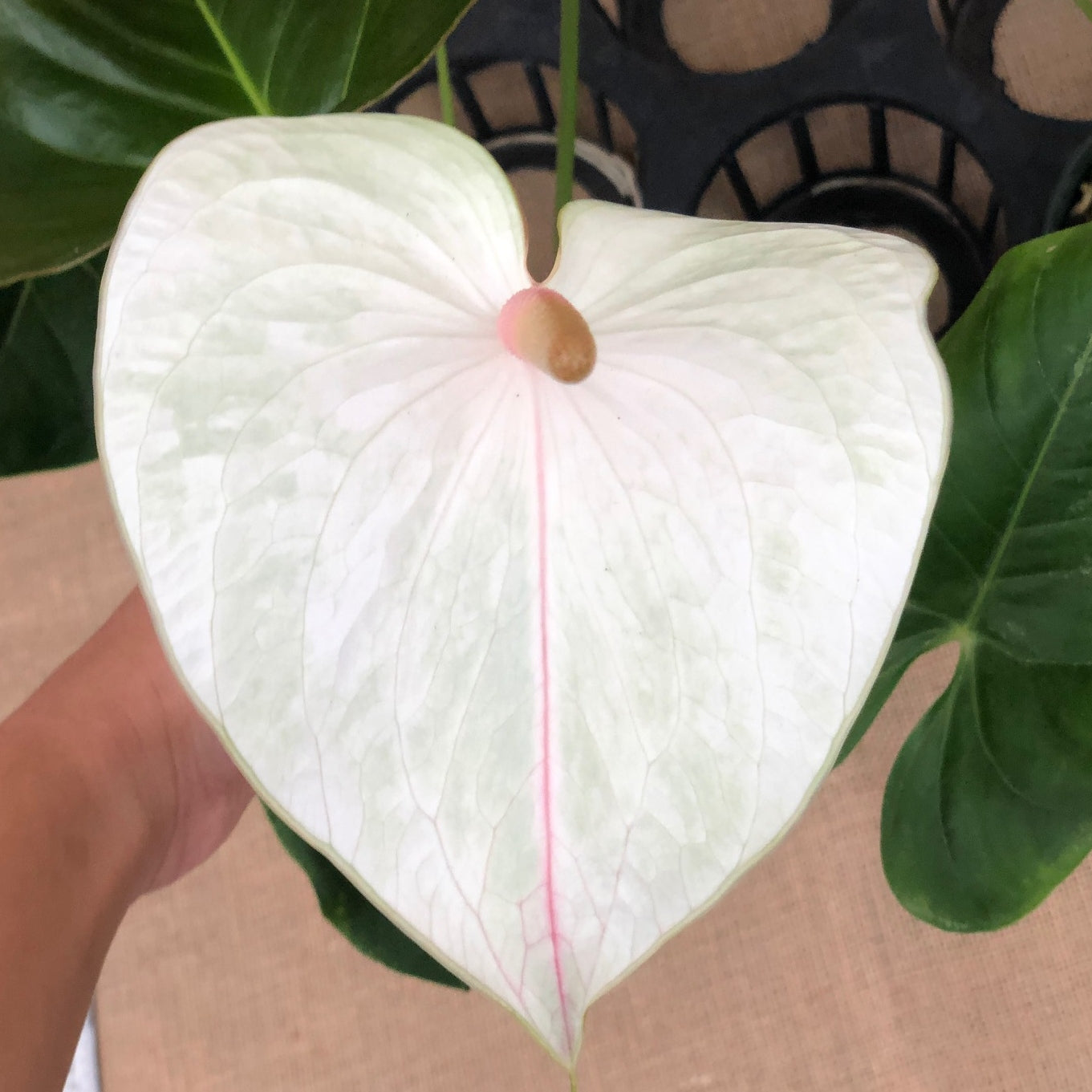 Anth. White 'Grey Ghost' (5.5" Pot-Large)